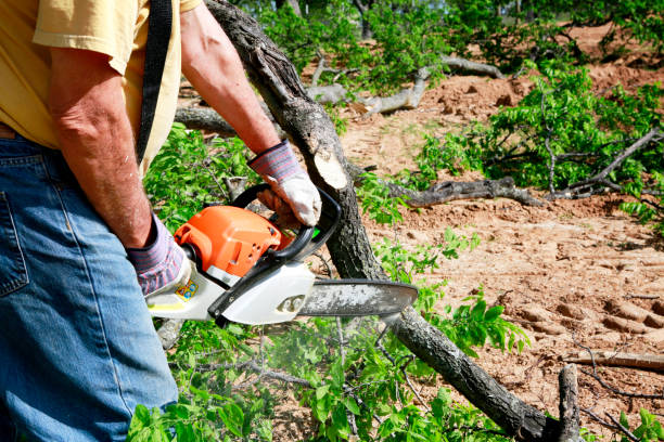 Trusted Havana, FL Tree Services Experts